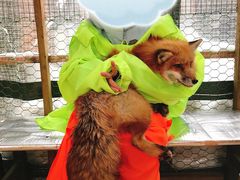 -宫城藏王狐狸村