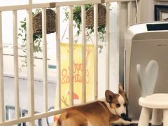 -柯斗斗主题餐厅·狗咖·围炉煮茶·茶饮(国瑞升平里店)