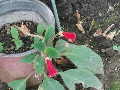 -国家植物园南园