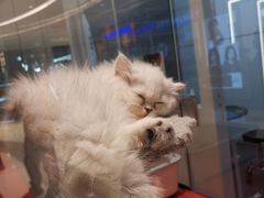 -babydoll猫舍·米努特·德文·缅因(久光中心店)