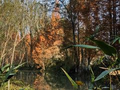 -桤木河湿地公园