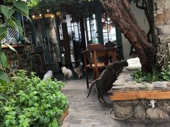 -喵屿·大理花园猫咖