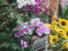 -花之城