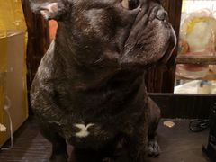 -more than meow吴止猫主题餐厅(承德 中船汇店)