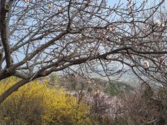 -北京西山国家森林公园