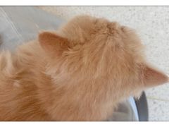-飞行喵MR PILOT|猫舍·猫咖(静安大融城店)