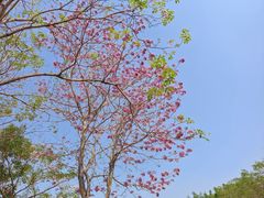 -海珠湖公园