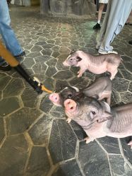 -Zoolung Zoolung动物主题公园(海信广场店)