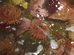 -西雅图水族馆