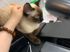 -喵园·猫主题咖啡厅·撸猫·猫咖(国贸店)