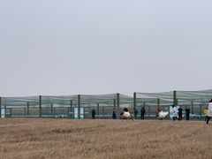 -盐城丹顶鹤湿地生态旅游区
