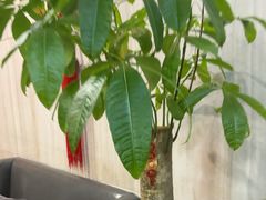-威尔·佳宴创意陕菜融合菜(老城根红庙坡地铁站店)