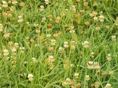 -成都中医药大学(温江校区)