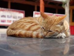 -文宇奶酪店(南锣鼓巷店)