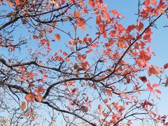 -北京西山国家森林公园