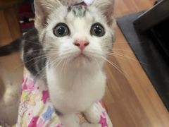 -Bastet sally猫舍购宠(静安店)