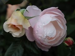 -人民公园(罗湖区)