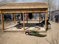 -长白岛森林公园