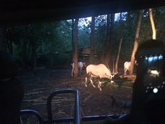 -清迈夜间动物园