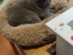 -猫小院猫主题咖啡厅(北锣店)