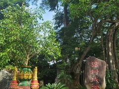 -瑞丽独树成林风景区