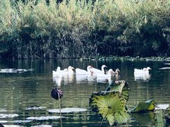 -渭南桃花源民俗文化园