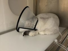 -瑞派康怡24h宠物医院·犬猫医疗中心·微创绝育(瑞景分院)