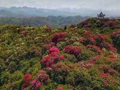 -贵州百里杜鹃风景名胜区