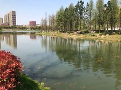 -羊山湖公园