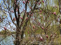 -大兴滨河森林公园