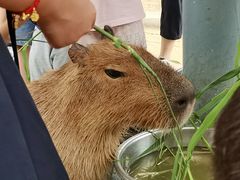 -西霞口神雕山野生动物世界