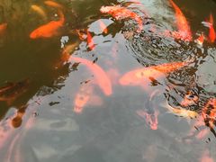 -老幺泉水鸡