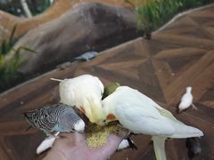 -萌宠奇缘(荣鼎店)