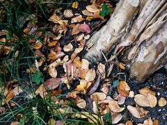 -报恩寺(平武县)