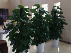 -苏州香山国际大酒店