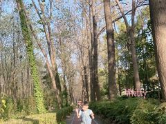 -合肥滨湖国家森林公园