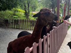 -泉州海丝野生动物世界