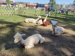 -黄海国家森林公园