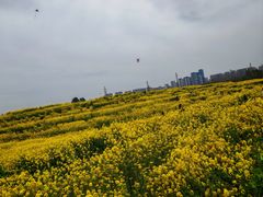 -三圣花乡旅游区