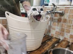 -汪小喵宠物·戴维斯乐芳希施宠馨宝皮毛调理洗护店
