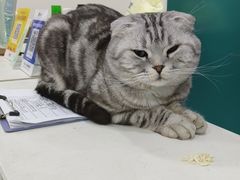 -佳怡动物医院·平价24小时·猫专科骨外科