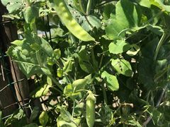 -南汇老顾农家乐采摘大团水蜜桃采摘店