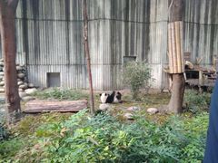 景点-成都大熊猫繁育研究基地