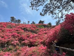 -木兰云雾山