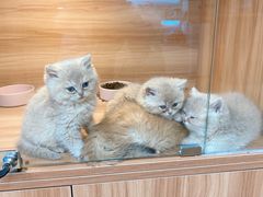 -猫十亿·布偶金渐层·曼基康矮脚猫舍(青年路店)