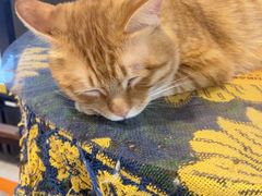 -平行世界·猫咖(首经贸店)