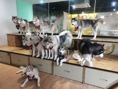 -Husky Go! 哈士奇体验馆·宠物咖啡厅狗咖