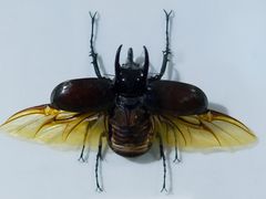 -上海昆虫博物馆