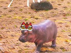-海南热带野生动植物园