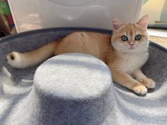 -Bastet sally猫舍购宠(静安店)